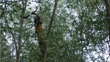 Haringhata forest in peril