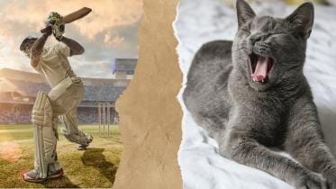 Why is cricket so boring? 