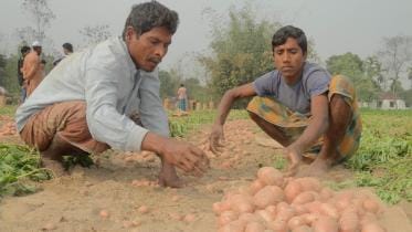 Why potato prices are high?