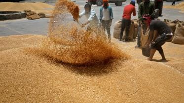 indian_wheat.jpg