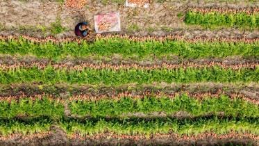 1.carrot_harvesting_photo-_taken_from_boguras_gabtali_upazila_today_morning_-29.01.29-photo_mostafa_shabuj-_6.jpg