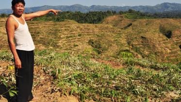 Hills in Bandarban terraced for rubber plantation