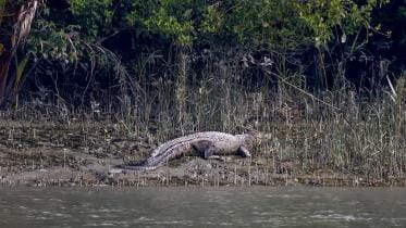 khulna crocodile