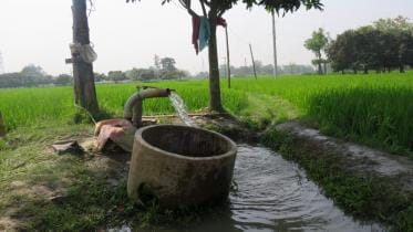 heatwave raises concerns over Boro yield