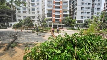 Felling trees, rising temperatures: Dhaka's environmental wake-up call