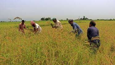 heavy rainfall advisory for haor farmers