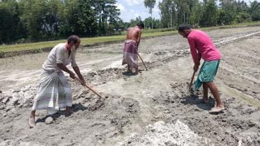 labour shortage in Boro production