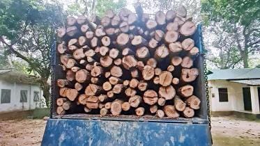 sal forest shrinking fast