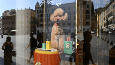 Dolce & Gabbana's Tk 11,500 dog perfume stirs debate