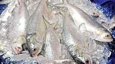 hilsa-export.jpg