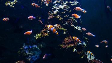 5 best water zoos in Asia you thought never existed