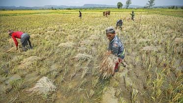 ed_1_option_1_gumai-beel-crop-harvesting_rajib_raihan.jpg