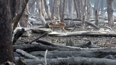 Finding balance and peace with nature