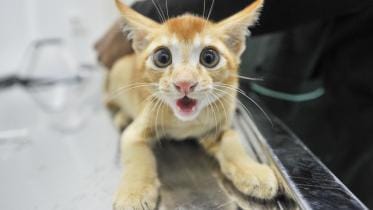 Dhaka’s pets deserve better, but can owners afford it?