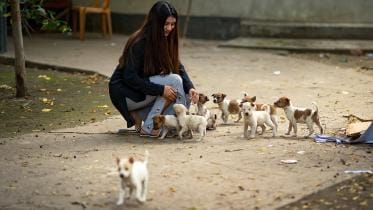 How to keep stray dogs and cats warm this winter 