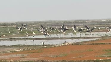 migratory birds in Hakaluki Haor