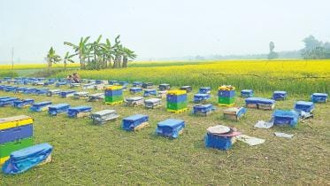 honey farming in Bangladesh