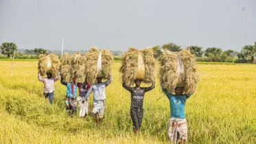 Bangladesh paddy farmers mostafa sabuj.jpg