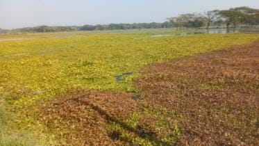 benapole_photo-boro_paddy_cultivation_has_become_uncertain_on_300_bighas_of_land_in_harina_beel_in_jashore.-15.02.25.jpg
