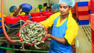 khulna-shrimp_5.jpg