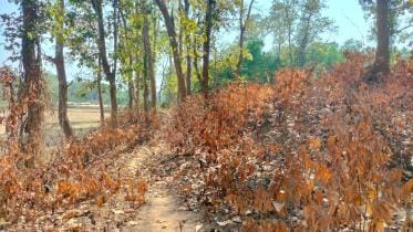 Let’s begin a discourse of resistance against forest fires.jpg