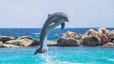 Dolphin