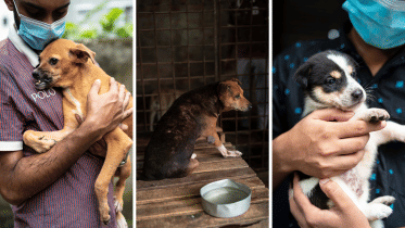 It’s 40°C and you’re still ignoring street animals? 