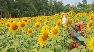 Oilseed cultivation .jpg