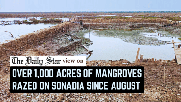 over 1,000 acres of mangroves razed on sonadia Island since August 2024