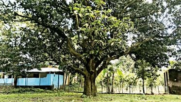 mango-tree.jpg