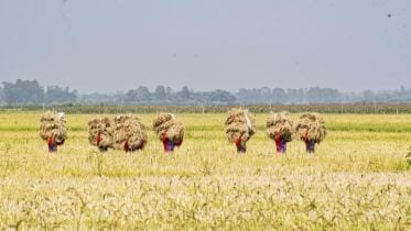 new rice varieties approved in bangladesh
