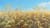 wheat-field-with-blue-sky.jpg