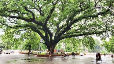 Tree in dhaka.jpg