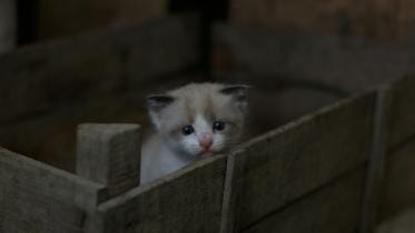 Why are we hurting the cats that need us most?        george-bonev-ecbbbfnpeya-unsplash.jpg