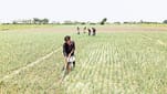 onion-farmers-1.jpg