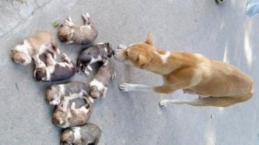 woman sent to jail for killing puppies in pabna