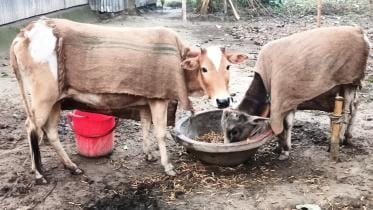 rangpur_cold_cattle-01.jpg