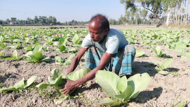 tobacco-cultivation-rangpur.jpg