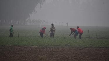 cold wave advisory for farmers Bangladesh