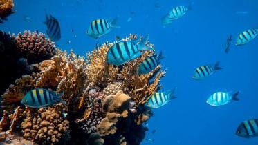 World Oceans Day.jpg