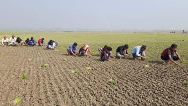 Pabna Onion farming .jpg