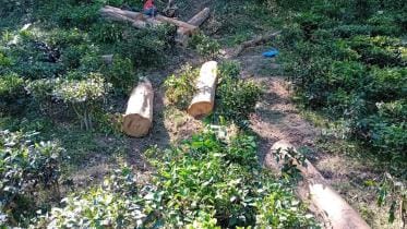 No let up in stealing of trees