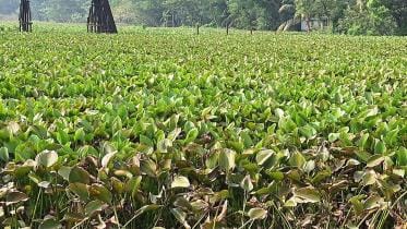Barguna- Subandi canal 02.12.24-1_3681_1.jpg