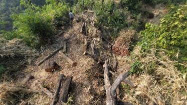 Thousands of trees allegedly felled from a Moheshkhali forest _b825.jpg