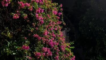 My dhaka -- bouganviliea.jpg