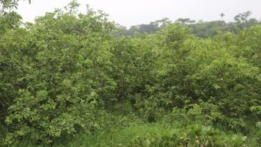 Low Guava Production _1ffb.jpg