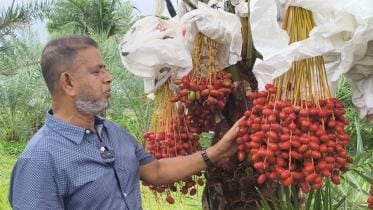 saudi dates thrive.jpg