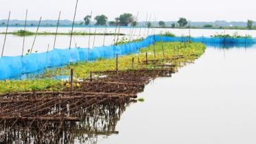 Heavy rainfall causes Tk 133.43 crore loss in fisheries sector in Jashore.jpg