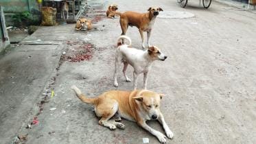 KCC kills stray dogs.jpg