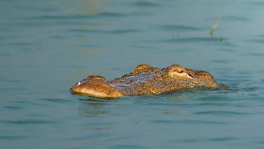 wildlife-crocodile
